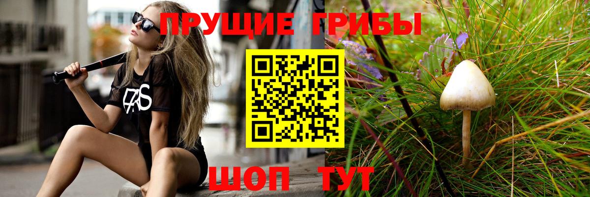 Галлюциногенные грибы Psilocybine cubensis Тамбов
