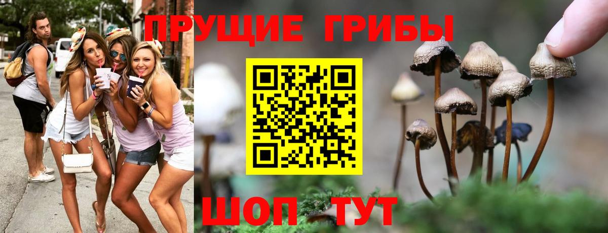 как найти   Псилоцибиновые грибы Psilocybe  Вход с VPN  Тамбов 